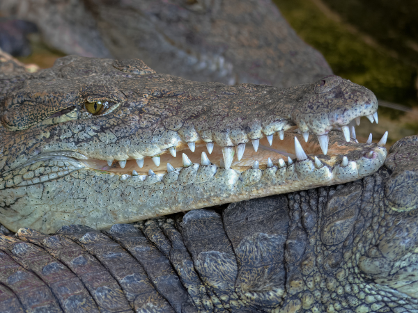 Nile Crocodile Feeding Experience