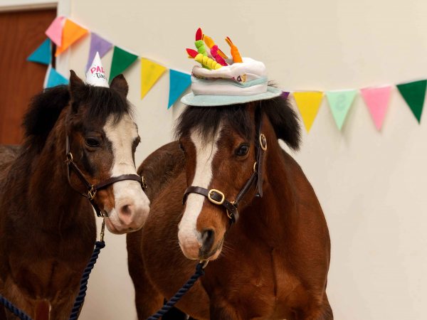 ponies at the Pony Discovery Centre wearing party hats