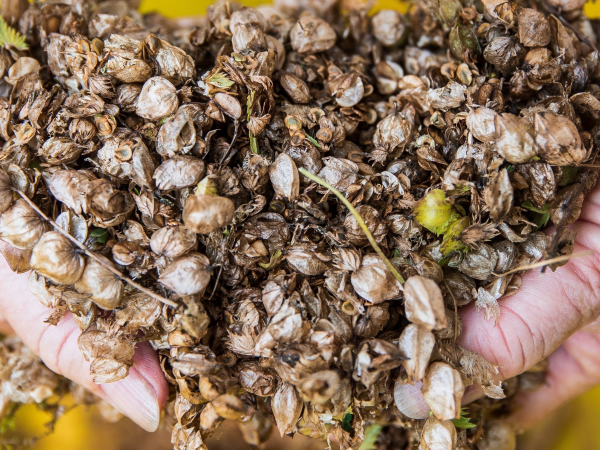 Nature Craft: Seed Parcels and Happa Zomes