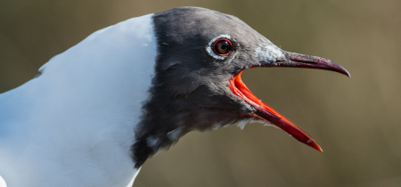 Improvers Birdwatching Morning (Slimbridge)