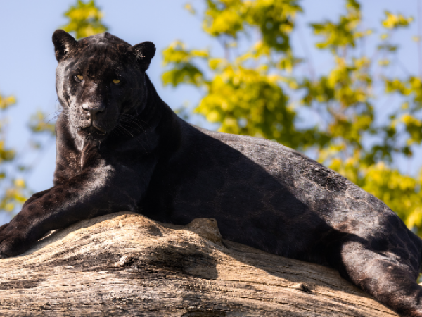 Home Education Day - Wildlife Watchers