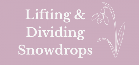 Lifting & dividing Snowdrops