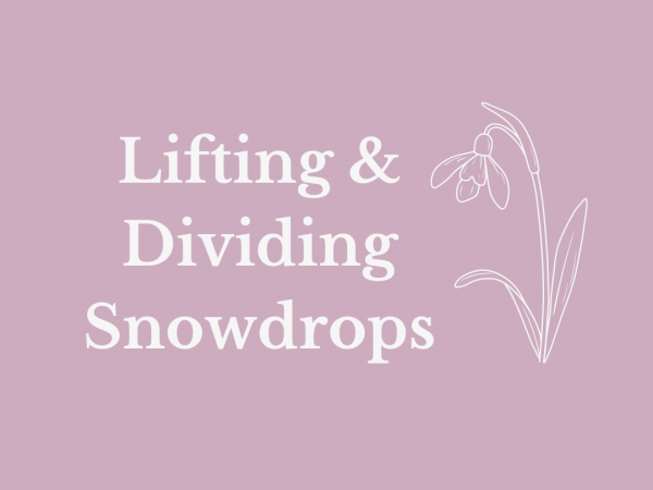 Lifting & dividing Snowdrops