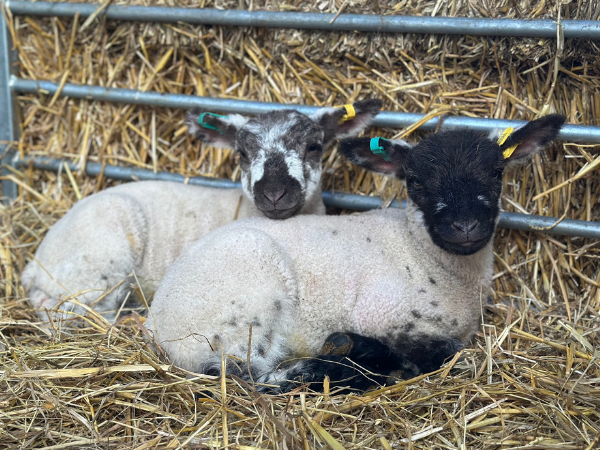 Lambing is back for Feb Half Term!