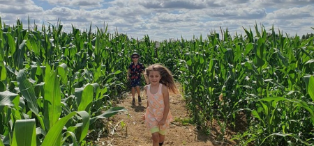 Maize Maze