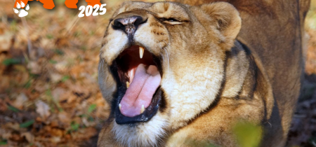 Roar 'n' Snore 2025