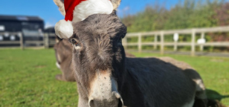 The Christmas Trail with Donkey Experience