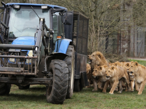 VIP BIG CAT FEED EXPERIENCE