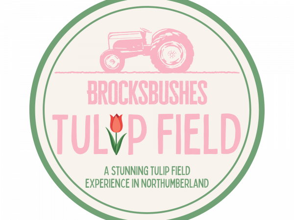 Tulip Field Experience