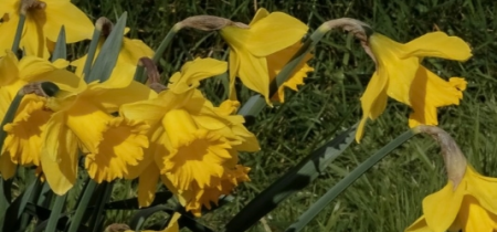 Step into Spring: guided walk (Goodbye to the Geese)