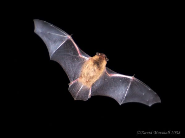 Bats at Dusk