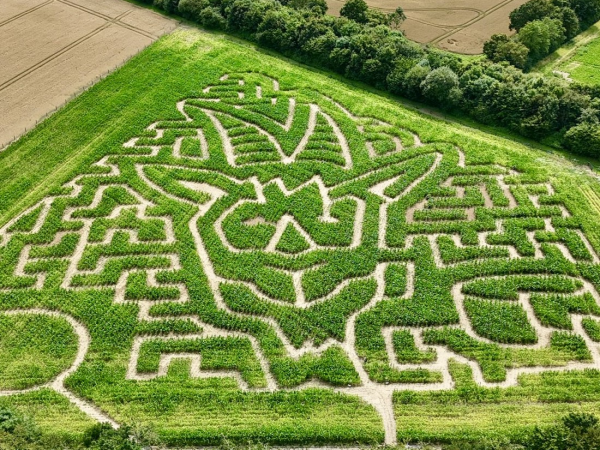 Maize Maze