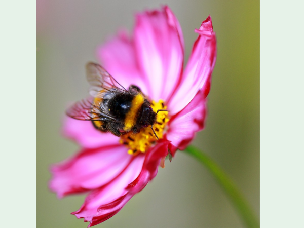 Busy Bee Trail
