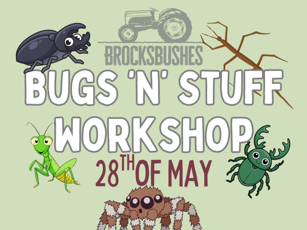 Bugs 'N' Stuff Workshop
