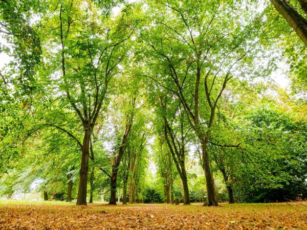 Trees, Shrubs and Hedges for Smaller Gardens
