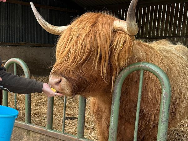 Highland Cow Experience