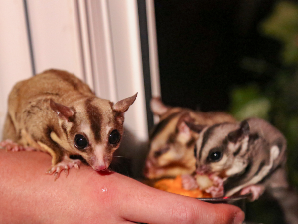 Sugar Glider Experience