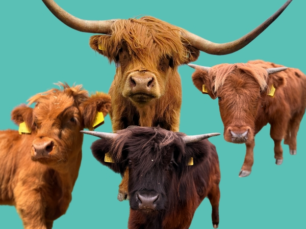 Highland Cow Day - Saturday 27th September