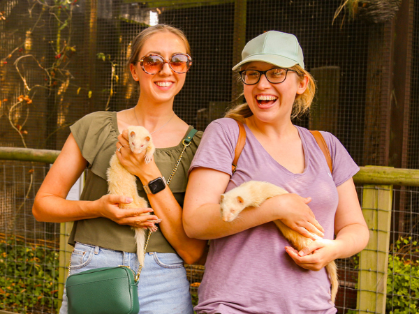Ferret Meet and Greet