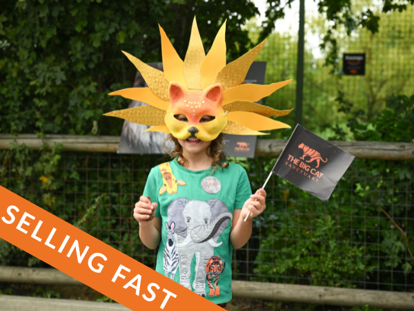 Big Cat Fest - Wednesday 29th July