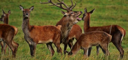 Supper with Roaring Stags