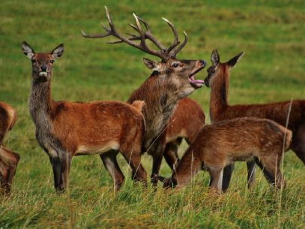 Supper with Roaring Stags
