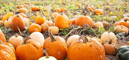 Pumpkin Patch