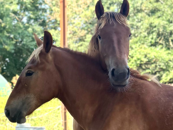 Suffolk Punch Meet and Greet