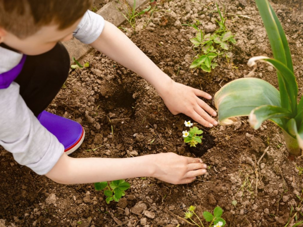 Little green fingers 2026