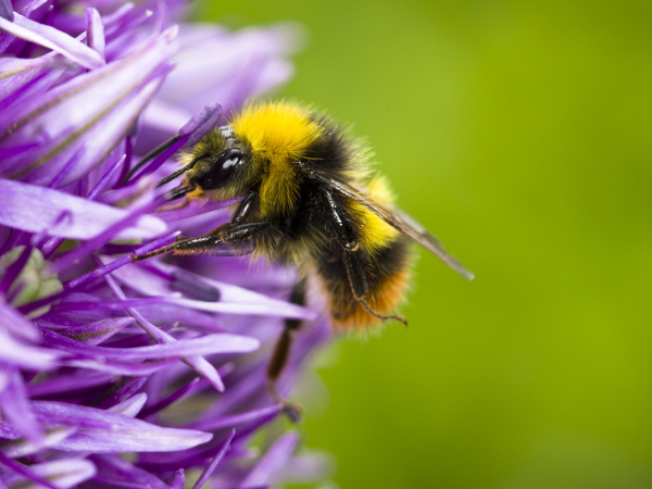 Bumblebee and butterfly walk