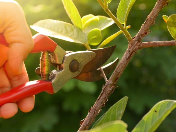 The Art of Pruning with Robert Miller and Hester Forde