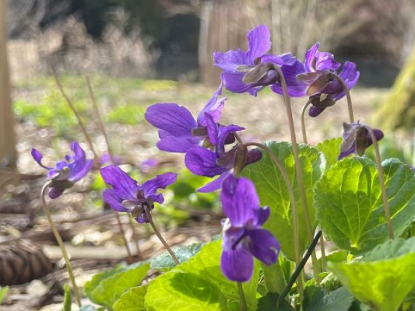 Two Recent Planting Projects. 21st May