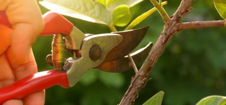 Fruit Tree and Wisteria Pruning Talk