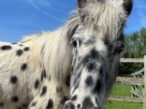 Animals After Hours - August 2026