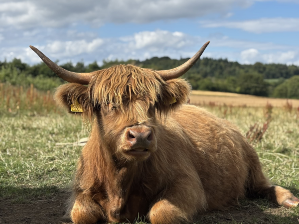 Highland Cow Experience