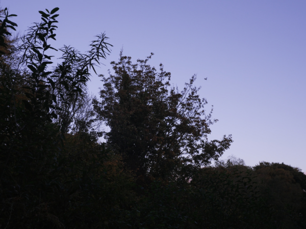 Twilight Bat Walk