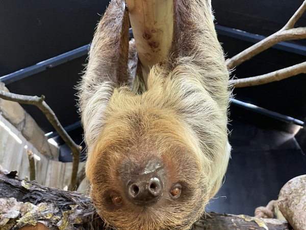 Sloth Experience