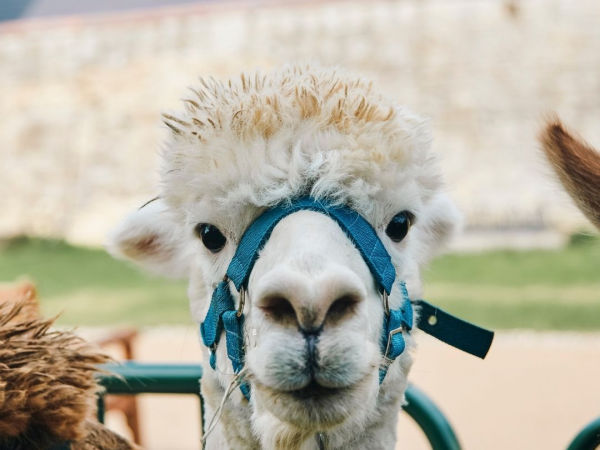 Alpaca Walks