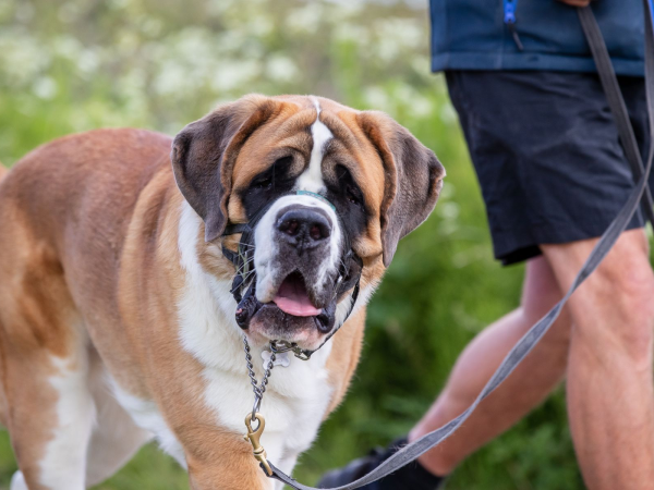 Woof Walk: Tattenhoe Valley