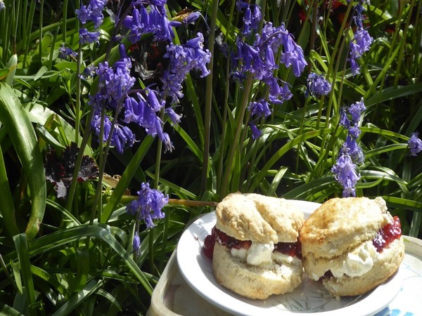 Bluebell Cream Tea at Poulton Wood in Aldington 2026