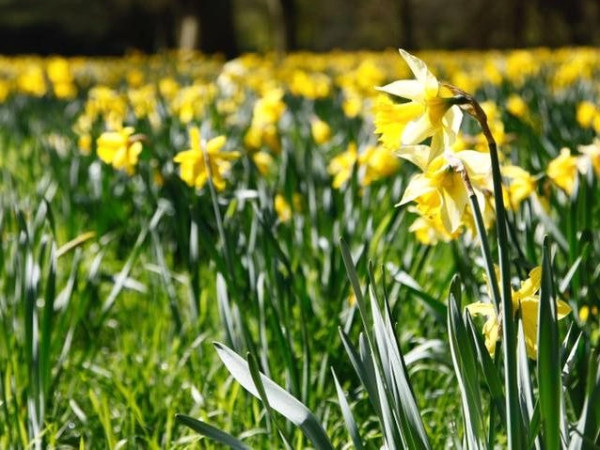 Spring Head Gardener Tour