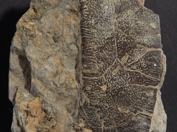 Fossil Thursdays