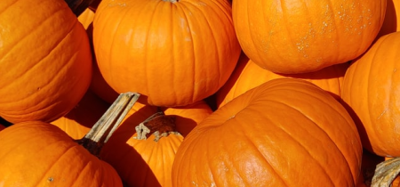 Halloween Maze with Pumpkin Picking 2024