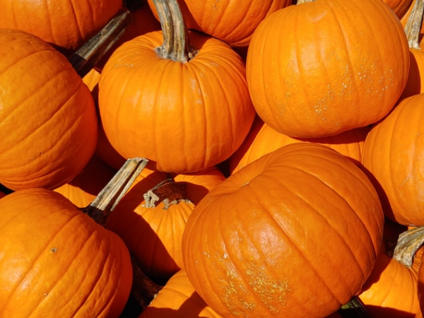 Halloween Maze with Pumpkin Picking 2024