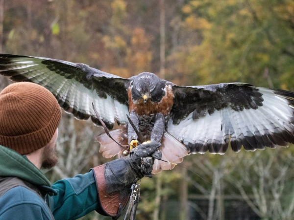 Raptor Quest - 5 day certification journey