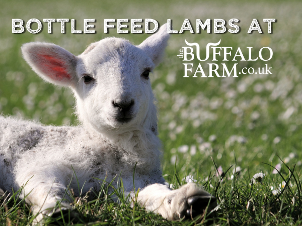 Lamb Feeding at The Buffalo Farm