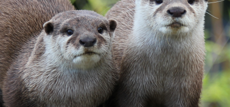 To my significant Otter