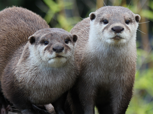 To my significant Otter