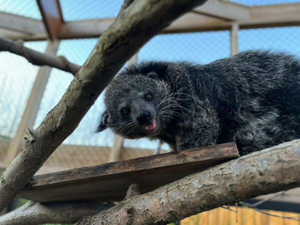 Binturong Keeper Experience