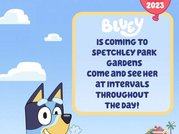 Meet Bluey